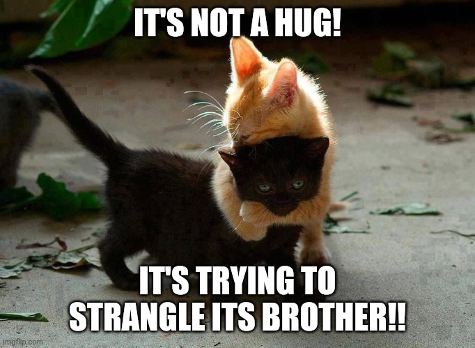 kitten hug | IT'S NOT A HUG! IT'S TRYING TO STRANGLE ITS BROTHER!! | image tagged in kitten hug | made w/ Imgflip meme maker