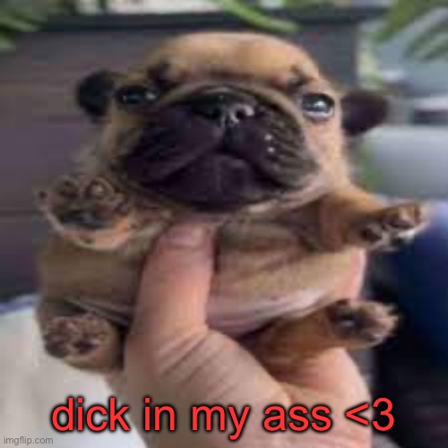 we gettin extra freaky with this one | dick in my ass <3 | image tagged in dog temp | made w/ Imgflip meme maker