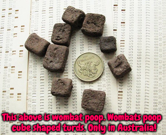 Only In Australia | This above is wombat poop. Wombats poop; cube shaped turds. Only in Australia! | image tagged in memes,funny,animals,poop,meanwhile in australia,only in australia | made w/ Imgflip meme maker