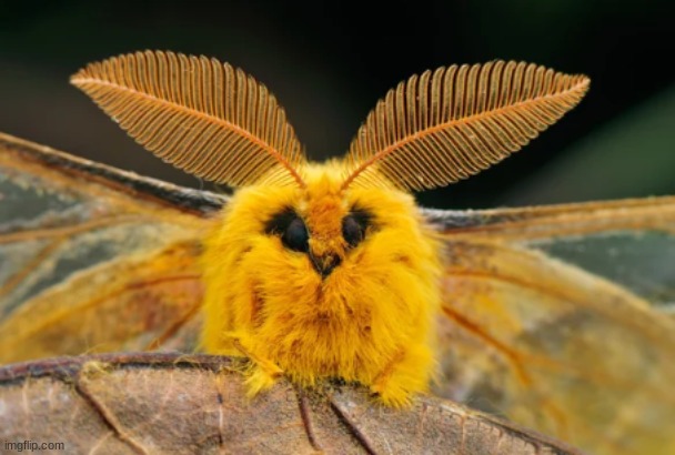 morh | made w/ Imgflip meme maker