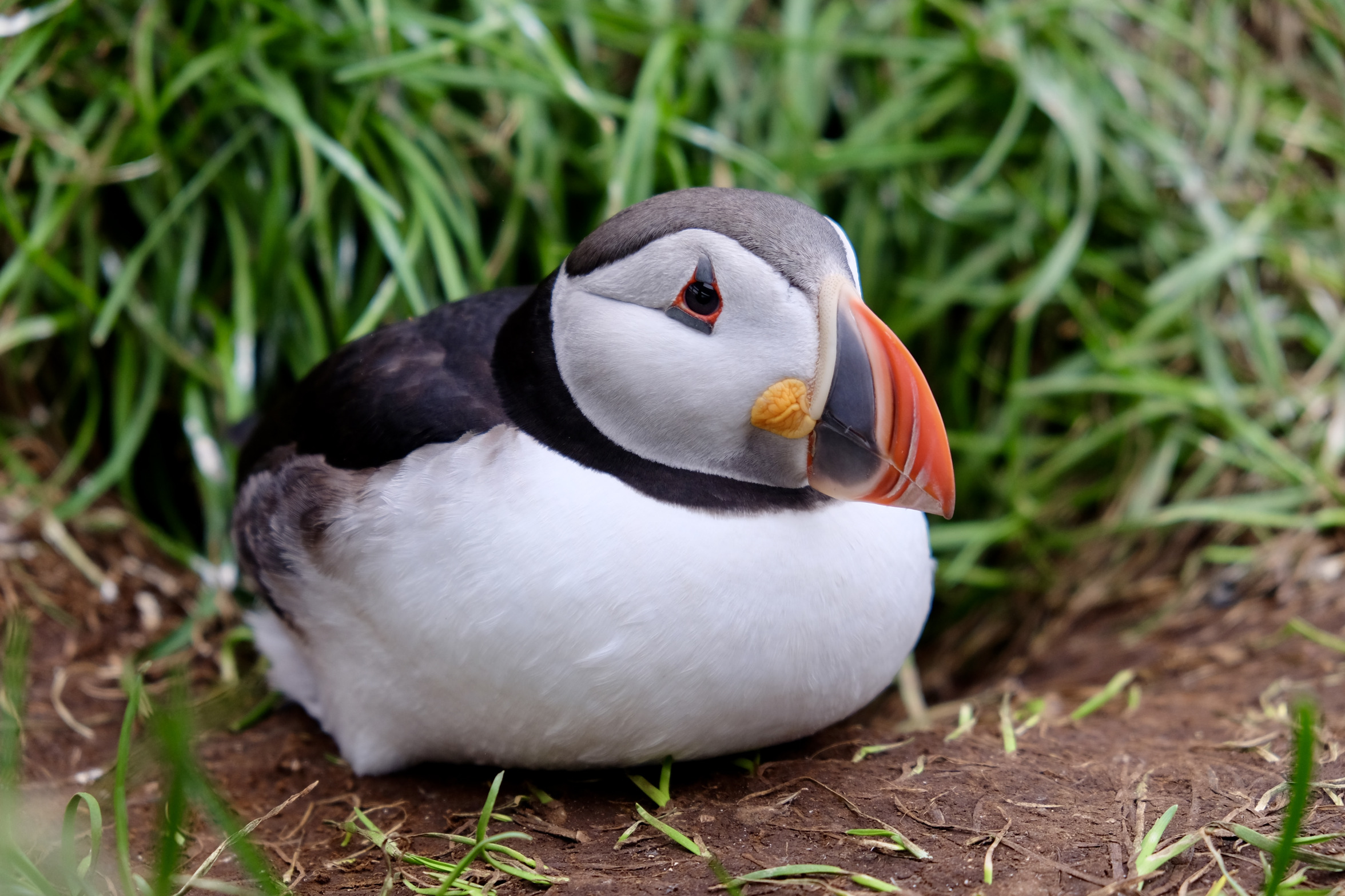 puffin birb Blank Meme Template