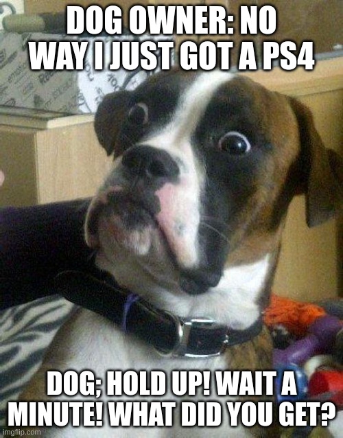 Surprised Dog | DOG OWNER: NO WAY I JUST GOT A PS4; DOG; HOLD UP! WAIT A MINUTE! WHAT DID YOU GET? | image tagged in surprised dog | made w/ Imgflip meme maker