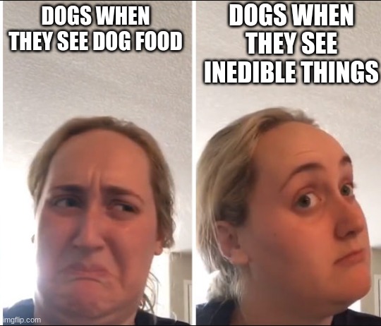 free epic Ragu | DOGS WHEN THEY SEE INEDIBLE THINGS; DOGS WHEN THEY SEE DOG FOOD | image tagged in kombucha girl | made w/ Imgflip meme maker