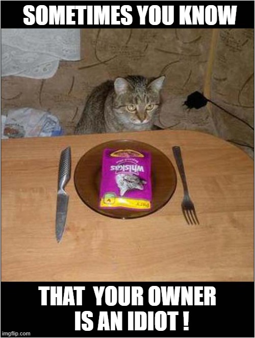 Why Would You Do This ? | SOMETIMES YOU KNOW; THAT  YOUR OWNER 
 IS AN IDIOT ! | image tagged in cats,dinner,sachet | made w/ Imgflip meme maker