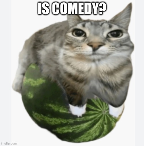 Cat on Watermelon | IS COMEDY? | image tagged in funny cats | made w/ Imgflip meme maker