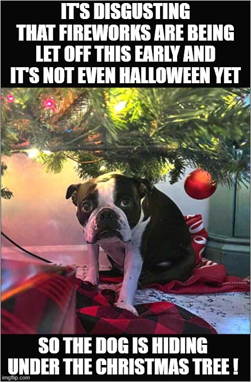 Every Year, Things Get Earlier And Earlier ! | IT'S DISGUSTING THAT FIREWORKS ARE BEING LET OFF THIS EARLY AND IT'S NOT EVEN HALLOWEEN YET; SO THE DOG IS HIDING
UNDER THE CHRISTMAS TREE ! | image tagged in dogs,fireworks,halloween,christmas tree,too early | made w/ Imgflip meme maker