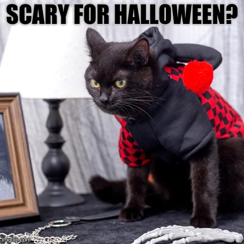 Do I Not Look... | SCARY FOR HALLOWEEN? | image tagged in memes,cats,oh no black cat,looks,scary,halloween | made w/ Imgflip meme maker