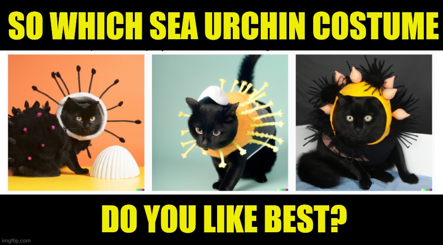 It's Halloween Everybody's Dressing Up | SO WHICH SEA URCHIN COSTUME; DO YOU LIKE BEST? | image tagged in memes,cats,halloween costume,sea life,which one,halloween | made w/ Imgflip meme maker