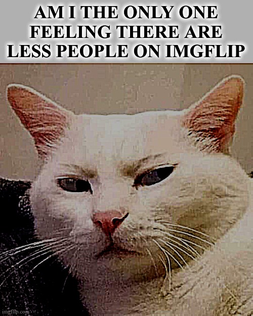 i wonder why | AM I THE ONLY ONE FEELING THERE ARE LESS PEOPLE ON IMGFLIP | image tagged in white cat suspicious | made w/ Imgflip meme maker