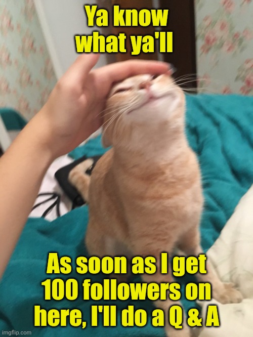 :3 | Ya know what ya'll; As soon as I get 100 followers on here, I'll do a Q & A | image tagged in cat pat | made w/ Imgflip meme maker