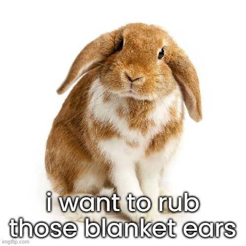 i want to rub those blanket ears | made w/ Imgflip meme maker