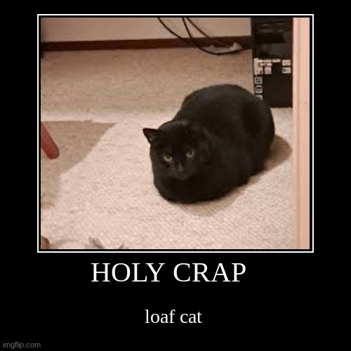 Loaf cat | HOLY CRAP | loaf cat | image tagged in funny,demotivationals | made w/ Imgflip demotivational maker