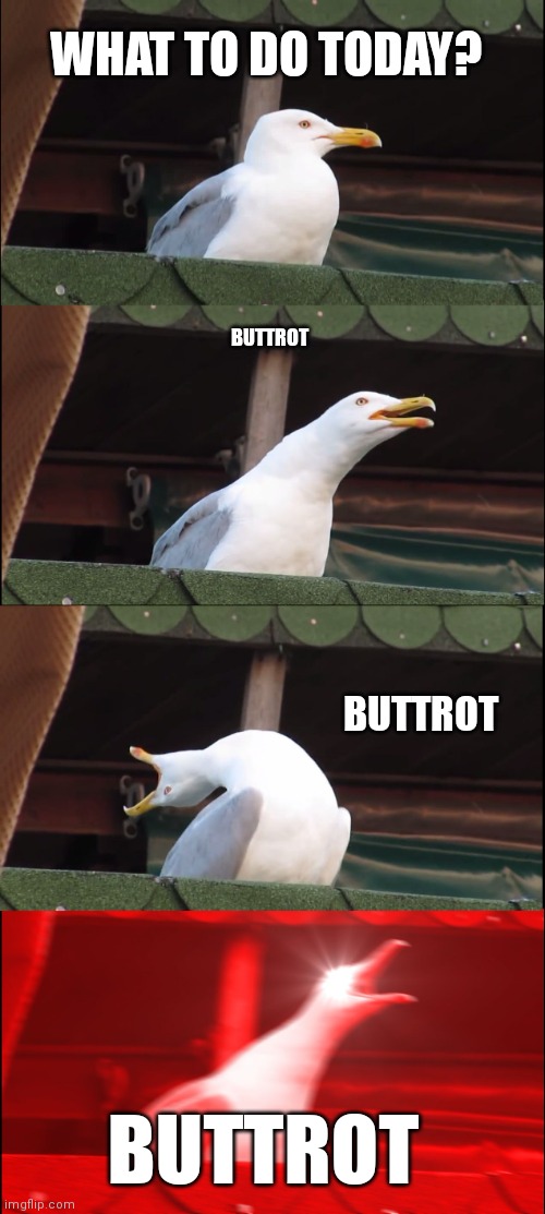 Buttrot | WHAT TO DO TODAY? BUTTROT; BUTTROT; BUTTROT | image tagged in memes,inhaling seagull,funny memes | made w/ Imgflip meme maker