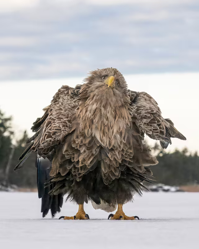 Eagle Blank Meme Template