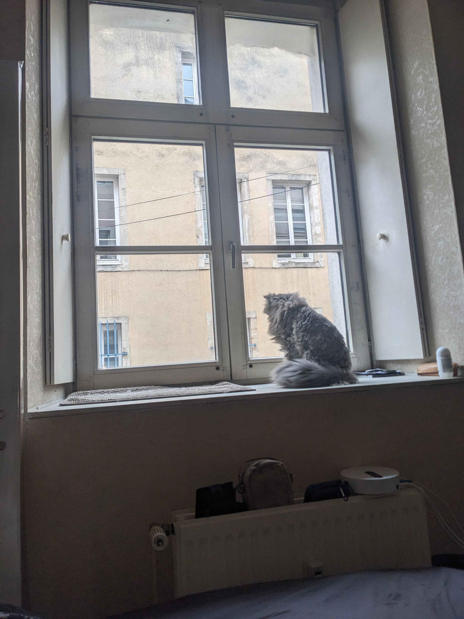 High Quality Cat looking through window Blank Meme Template