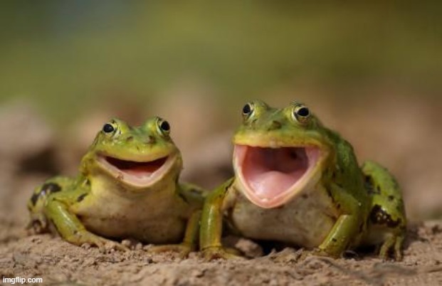 two happy frogs  | image tagged in two happy frogs | made w/ Imgflip meme maker