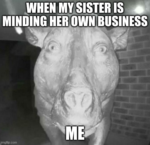 Pig staring at doorbell | WHEN MY SISTER IS MINDING HER OWN BUSINESS; ME | image tagged in pig staring at doorbell | made w/ Imgflip meme maker