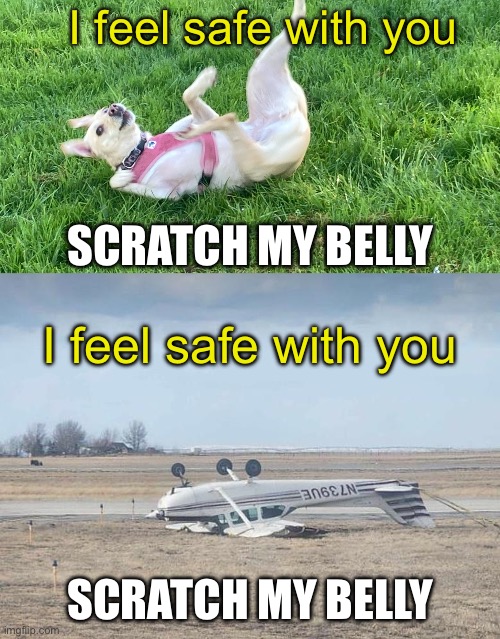 Belly scratches | I feel safe with you; SCRATCH MY BELLY; I feel safe with you; SCRATCH MY BELLY | image tagged in doggo falling back,belly,scratch | made w/ Imgflip meme maker