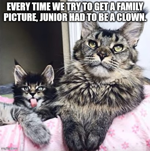 Family Picture | EVERY TIME WE TRY TO GET A FAMILY PICTURE, JUNIOR HAD TO BE A CLOWN. | image tagged in cats,silly | made w/ Imgflip meme maker