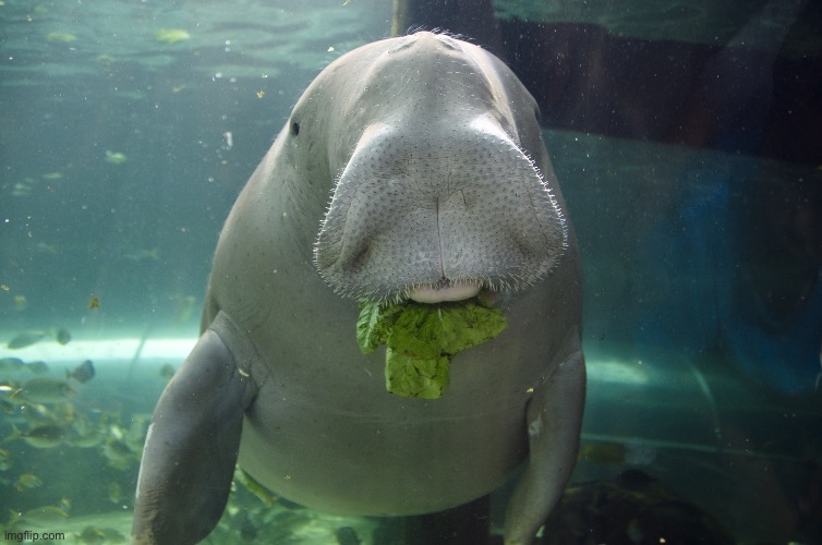 Dugong | image tagged in dugong | made w/ Imgflip meme maker
