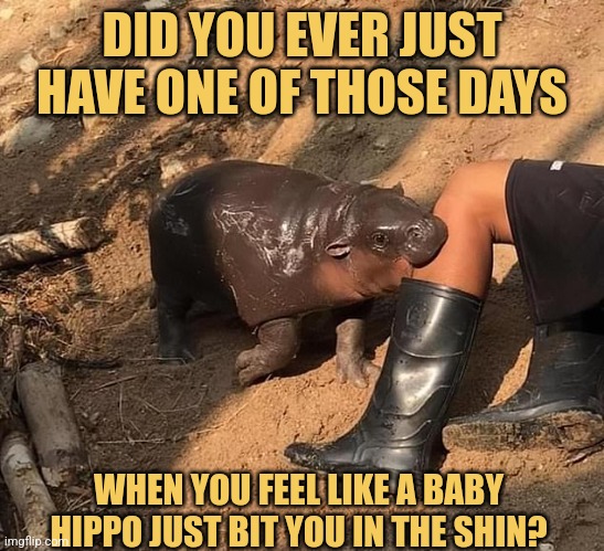 One of Those Days | DID YOU EVER JUST HAVE ONE OF THOSE DAYS; WHEN YOU FEEL LIKE A BABY HIPPO JUST BIT YOU IN THE SHIN? | image tagged in moo deng bite,rough day,baby hippo,memes | made w/ Imgflip meme maker