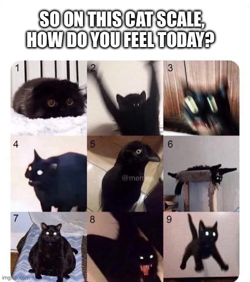 SO ON THIS CAT SCALE, HOW DO YOU FEEL TODAY? | image tagged in cats,funny,i love bacon | made w/ Imgflip meme maker