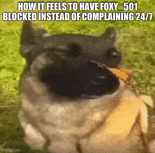 dog with butterfly | HOW IT FEELS TO HAVE FOXY_501 BLOCKED INSTEAD OF COMPLAINING 24/7 | image tagged in dog with butterfly | made w/ Imgflip meme maker