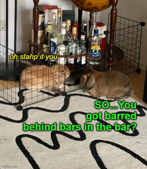 Busted Bunny | SO...You got barred behind bars in the bar? oh stahp it you | image tagged in funny memes,bunnies | made w/ Imgflip meme maker