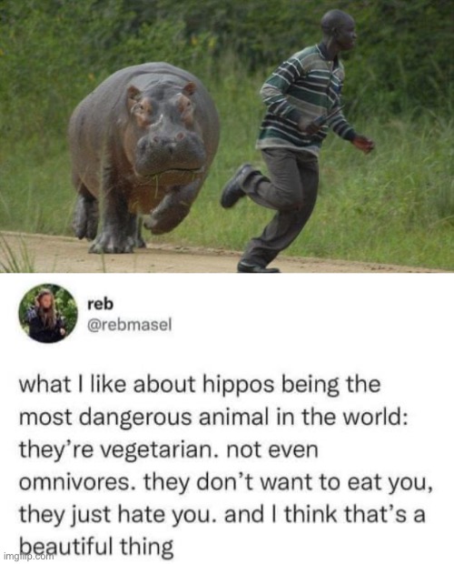 Hippo | image tagged in hippo chase,beautiful,hippo,hippopotamus,hate | made w/ Imgflip meme maker