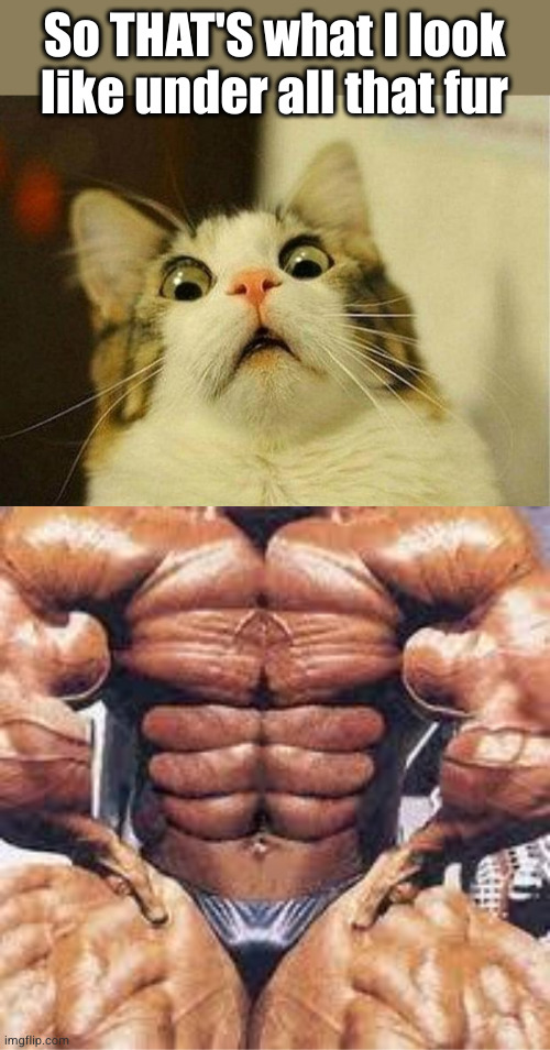 tf | So THAT'S what I look like under all that fur | image tagged in memes,scared cat,body builder | made w/ Imgflip meme maker