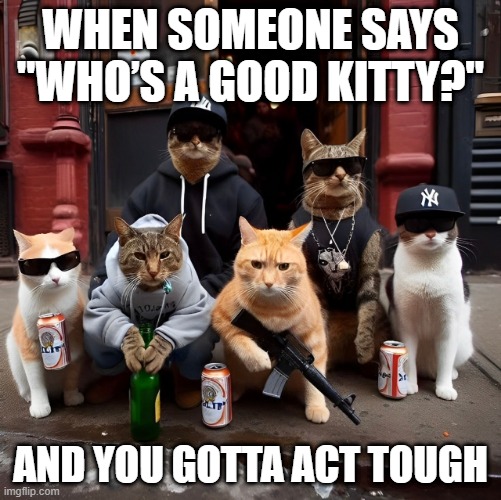 Who’s a good kitty? | WHEN SOMEONE SAYS "WHO’S A GOOD KITTY?"; AND YOU GOTTA ACT TOUGH | image tagged in kitty,memes,funny,gangster,funny memes | made w/ Imgflip meme maker