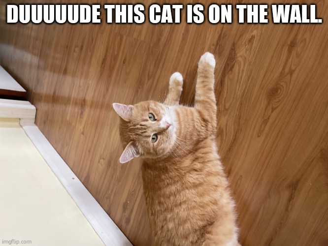 how? | DUUUUUDE THIS CAT IS ON THE WALL. | image tagged in the cat,dude | made w/ Imgflip meme maker