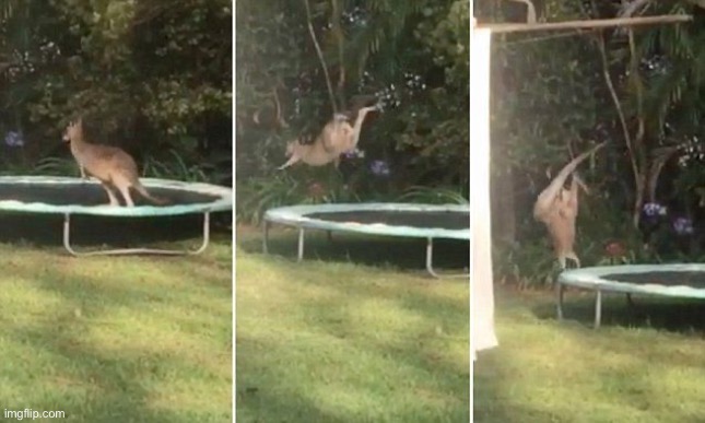 Kangaroo on a Trampoline | image tagged in kangaroo on a trampoline | made w/ Imgflip meme maker