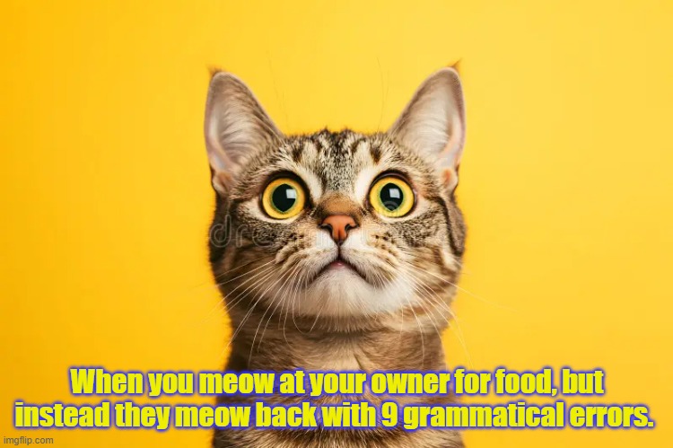 cats | When you meow at your owner for food, but instead they meow back with 9 grammatical errors. | image tagged in humor | made w/ Imgflip meme maker