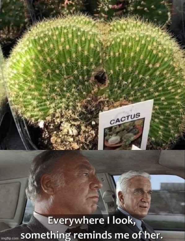 Cactus | image tagged in everywhere i look | made w/ Imgflip meme maker