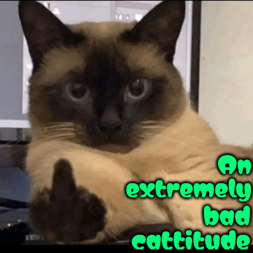 Bad Cattitude | An extremely; bad cattitude | image tagged in memes,cats,cattitude,middle finger,bad attitude,flipping off | made w/ Imgflip meme maker