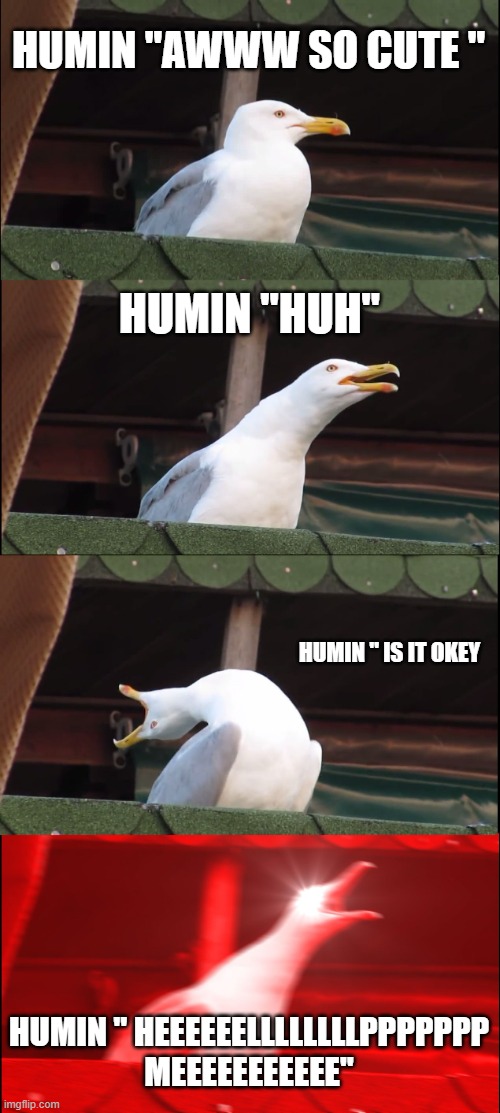 BORB | HUMIN "AWWW SO CUTE "; HUMIN "HUH"; HUMIN " IS IT OKEY; HUMIN " HEEEEEELLLLLLLLPPPPPPP MEEEEEEEEEEE" | image tagged in memes,inhaling seagull | made w/ Imgflip meme maker