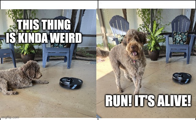 Roomba dog | THIS THING IS KINDA WEIRD; RUN! IT'S ALIVE! | image tagged in dogs,roomba,cute,funny | made w/ Imgflip meme maker