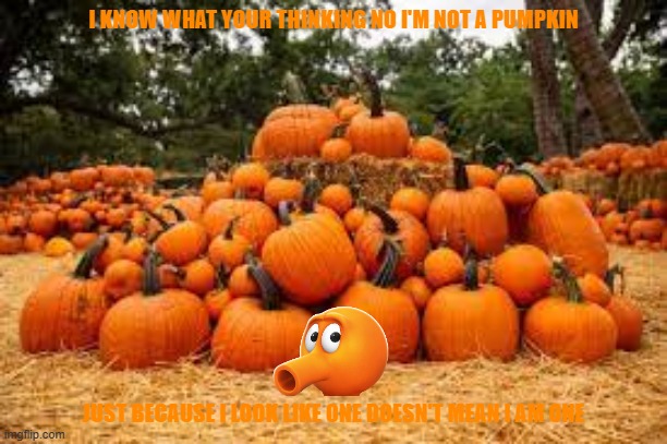 one of these pumpkins is not like the other | I KNOW WHAT YOUR THINKING NO I'M NOT A PUMPKIN; JUST BECAUSE I LOOK LIKE ONE DOESN'T MEAN I AM ONE | image tagged in pumpkin patches in and around colleyville,qbert,halloween,pumpkin | made w/ Imgflip meme maker