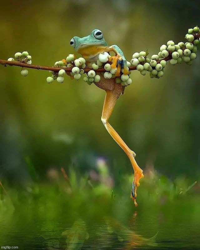 frogs | image tagged in awesome | made w/ Imgflip meme maker