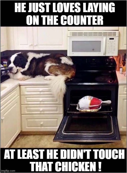 How Did He Get Up There ? | HE JUST LOVES LAYING
ON THE COUNTER; AT LEAST HE DIDN'T TOUCH
 THAT CHICKEN ! | image tagged in dogs,st bernard,kitchen,counter | made w/ Imgflip meme maker