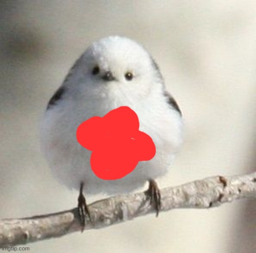 long tailed tit | image tagged in long tailed tit | made w/ Imgflip meme maker