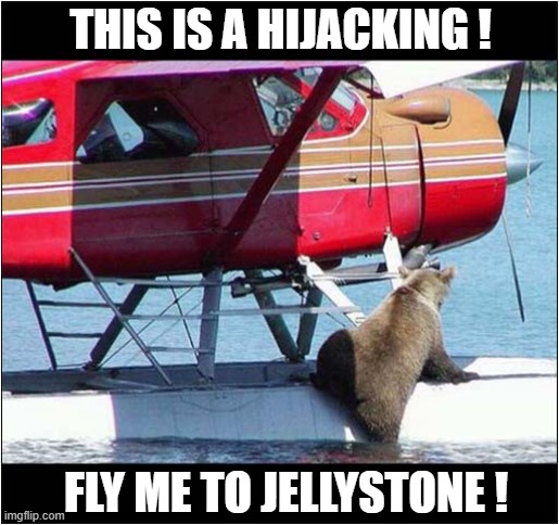 What Is That Bear Up To ? | THIS IS A HIJACKING ! FLY ME TO JELLYSTONE ! | image tagged in bear,float plane,hijack,jellystone | made w/ Imgflip meme maker