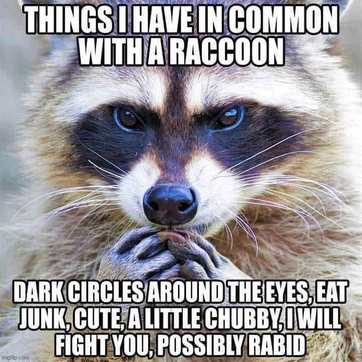 I guess I am a Raccoon | image tagged in raccoon | made w/ Imgflip meme maker