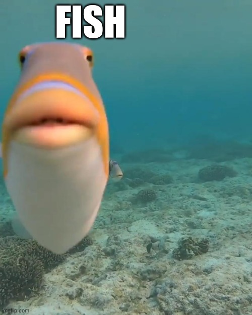 fish | FISH | made w/ Imgflip meme maker