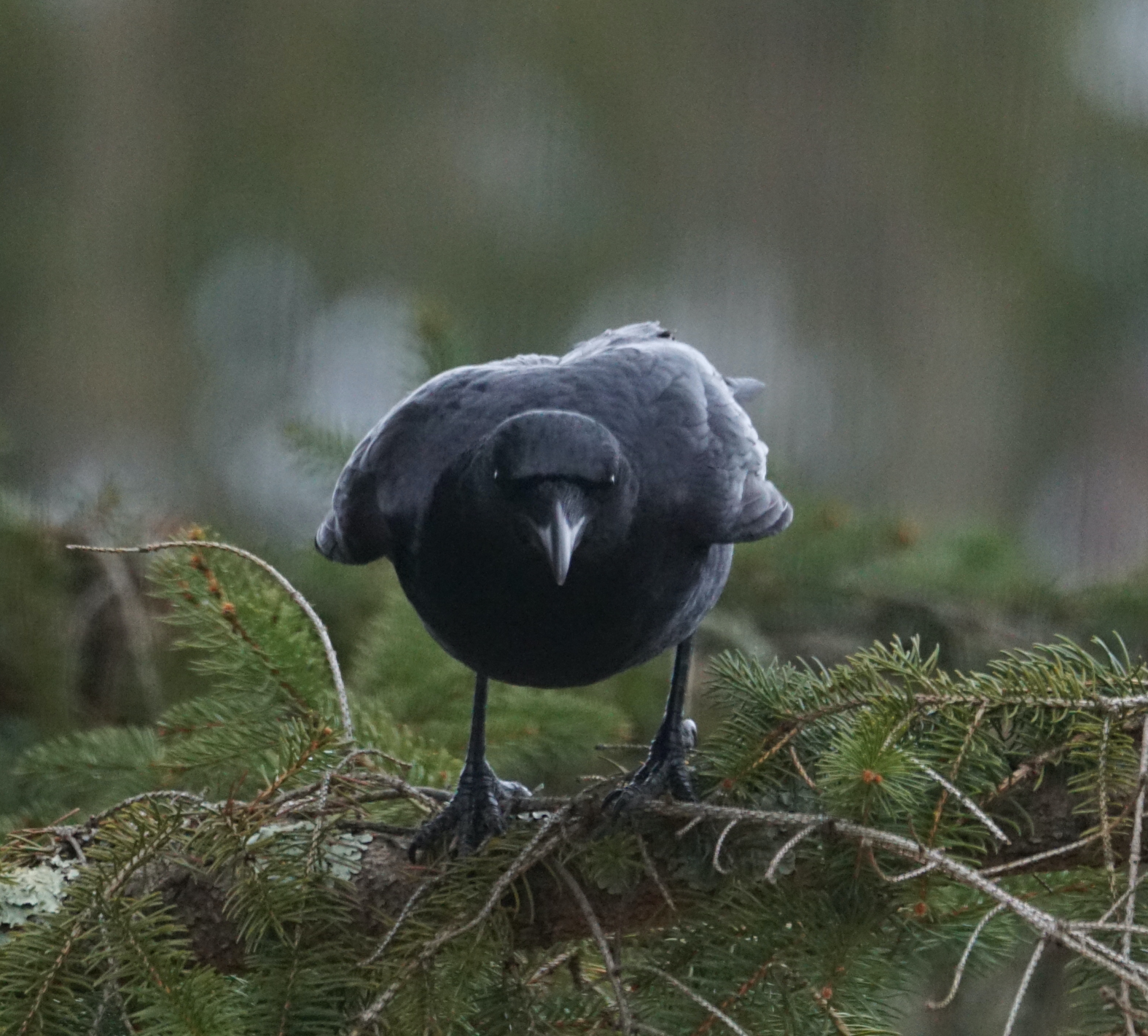 Crow stare Blank Meme Template