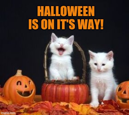 Are You Ready? | HALLOWEEN IS ON IT'S WAY! | image tagged in memes,cats,halloween,coming,it's true,are you ready | made w/ Imgflip meme maker