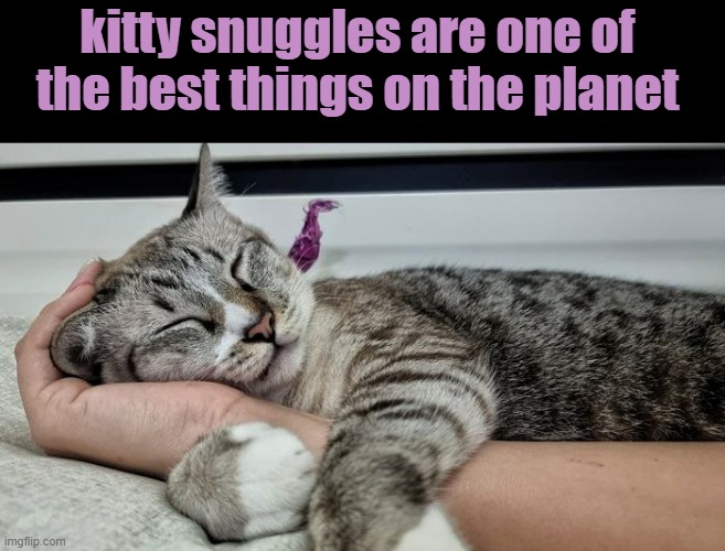 kitty snuggles are one of the best things on the planet | made w/ Imgflip meme maker