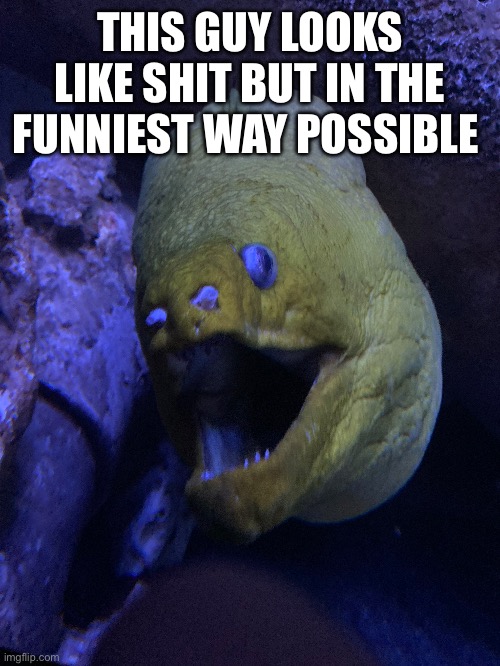THIS GUY LOOKS LIKE SHIT BUT IN THE FUNNIEST WAY POSSIBLE | made w/ Imgflip meme maker