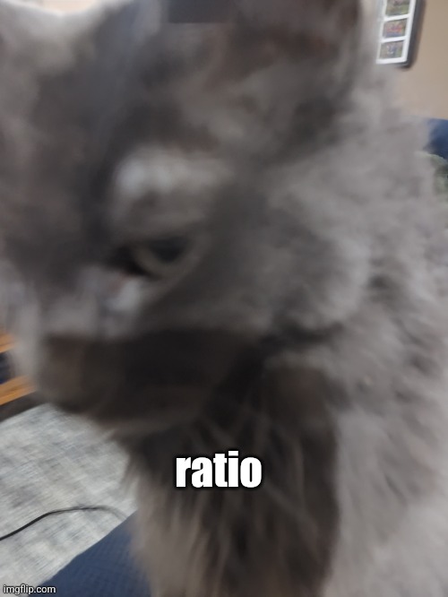 https://imgflip.com/i/95epwd?nerp=1727893262#com33551371 | ratio | image tagged in 32's cat | made w/ Imgflip meme maker